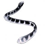 Zeichnung Bioseb Seeschlange