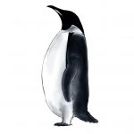 Zeichnung Bioseb Königspinguin