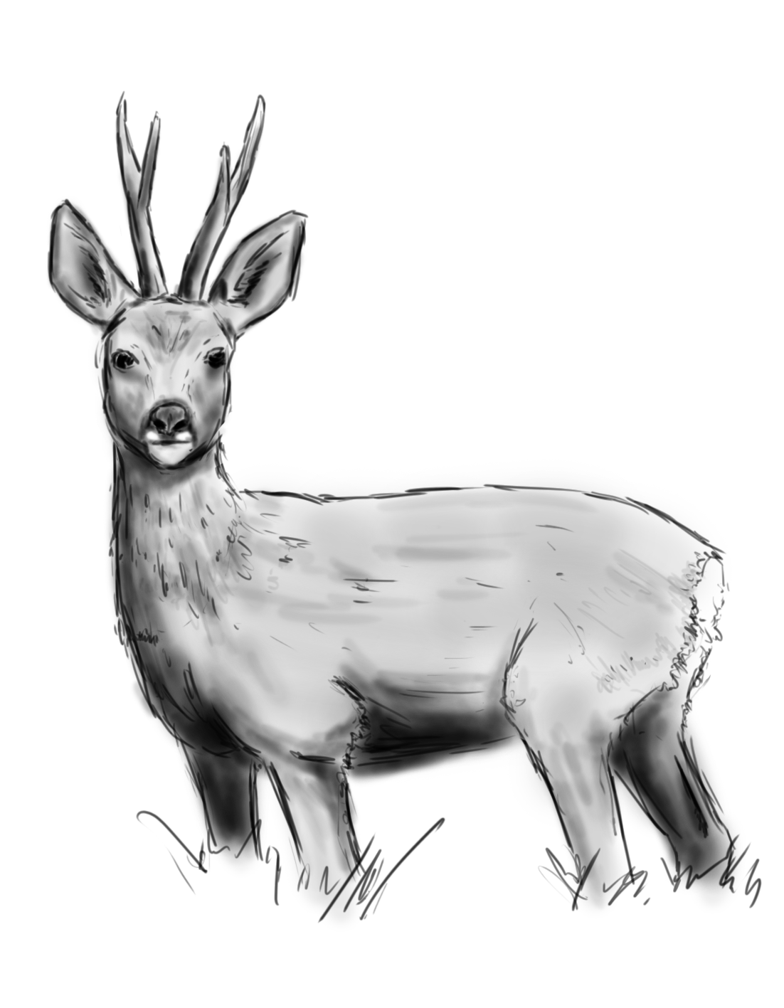 Zeichnung Bioseb Reh