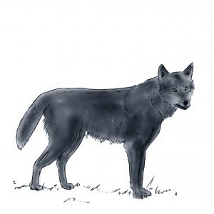Zeichnung Bioseb Wolf
