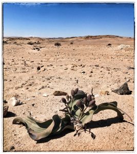 Welwitschia mirabilis in Namibia