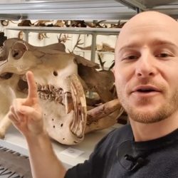 Bioseb zeigt auf Flusspferdschädel