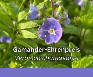 Gamander-Ehrenpreis
