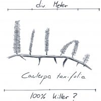 Zeichnung Bioseb Killeralge